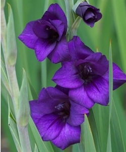 Gladiolus Purple Flora 
